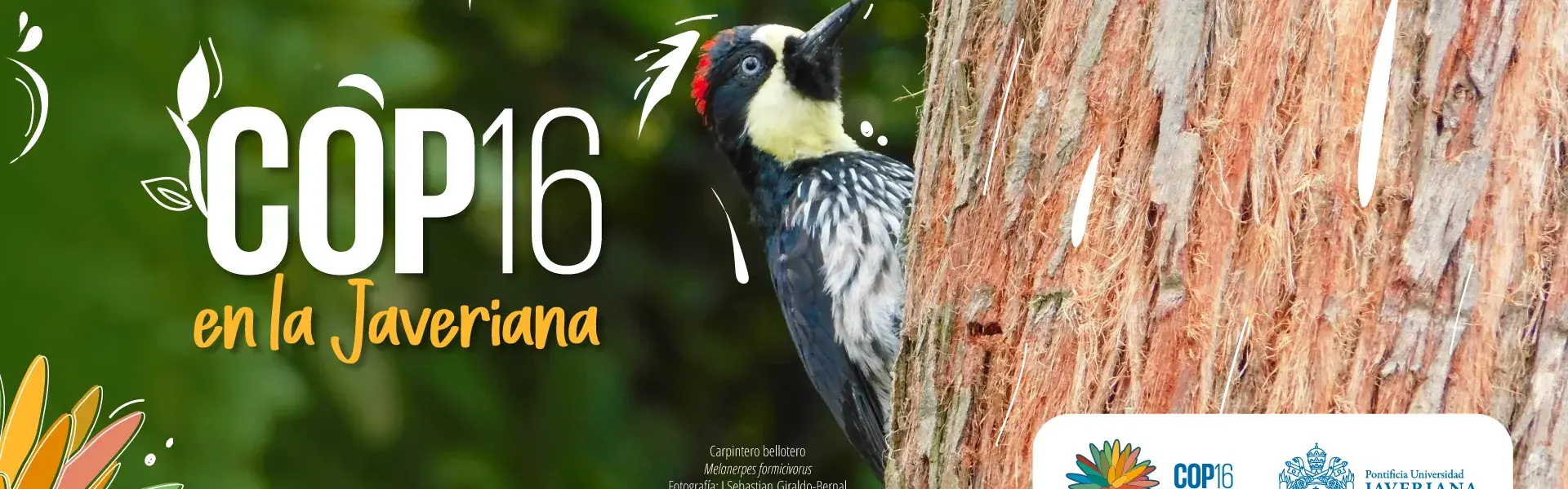 Banner Home COP16